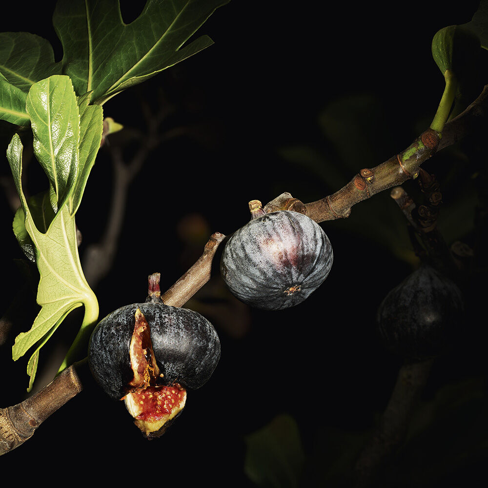 時尚訂製香水 絲緞領結