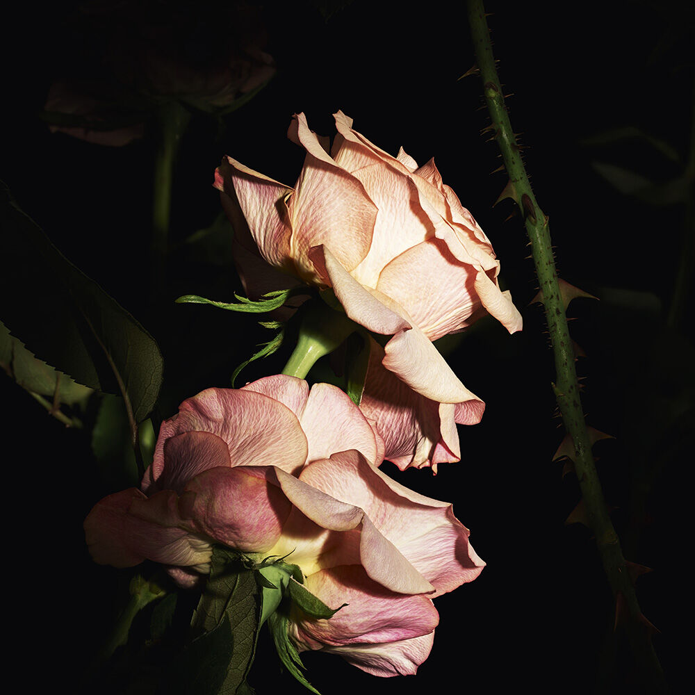 時尚訂製香水 透膚襯衫