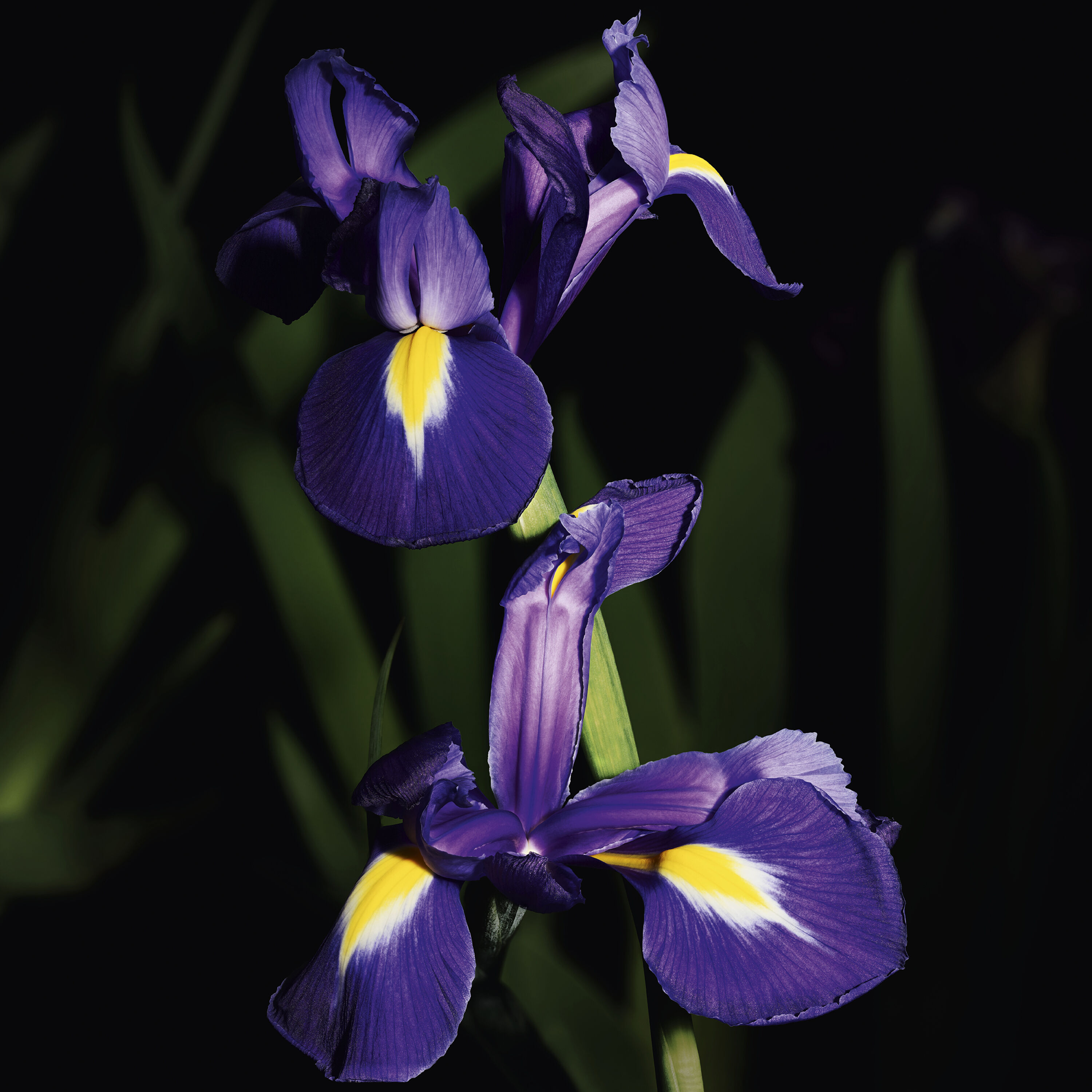 時尚訂製香水 經典風衣