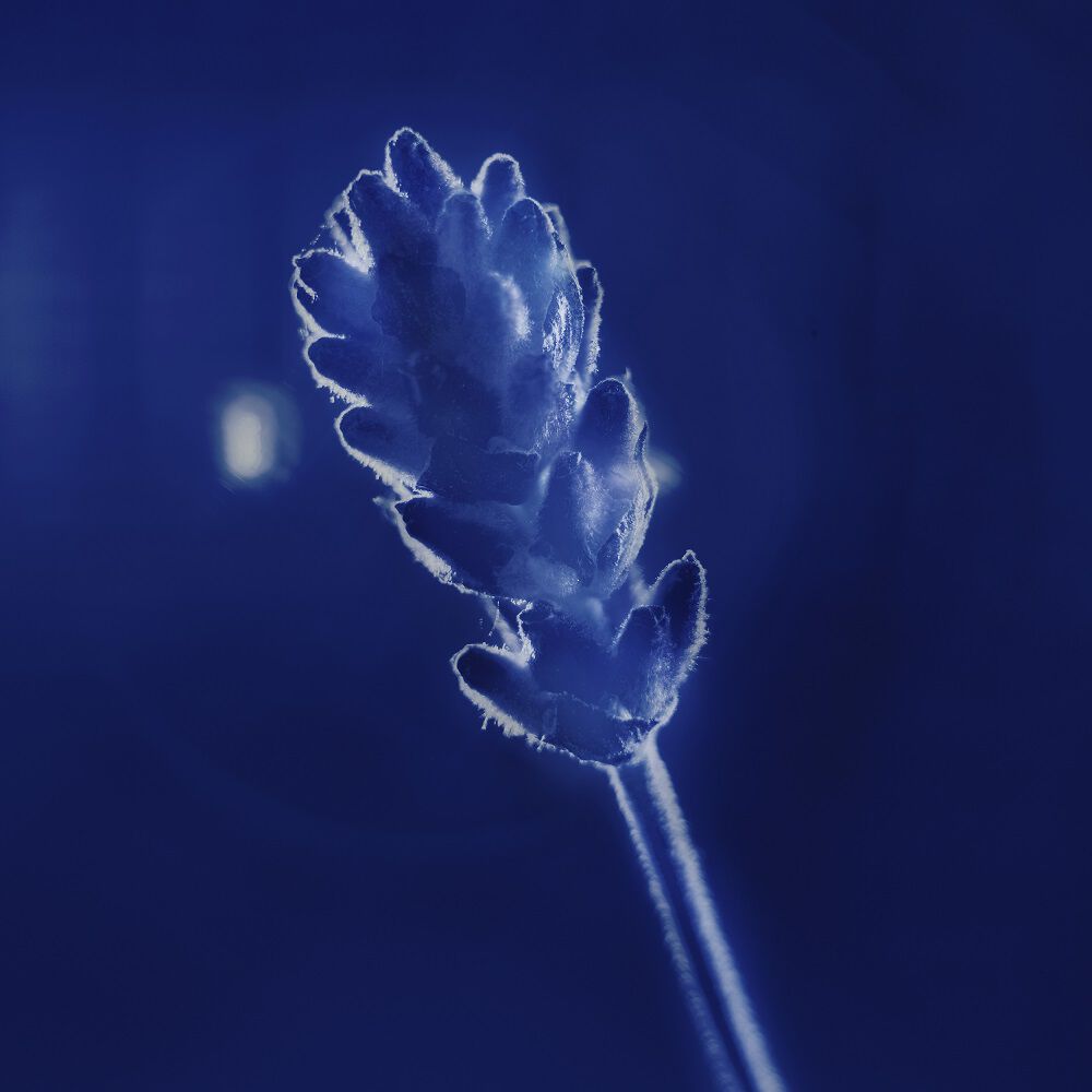 Y淡香精 沉醉版