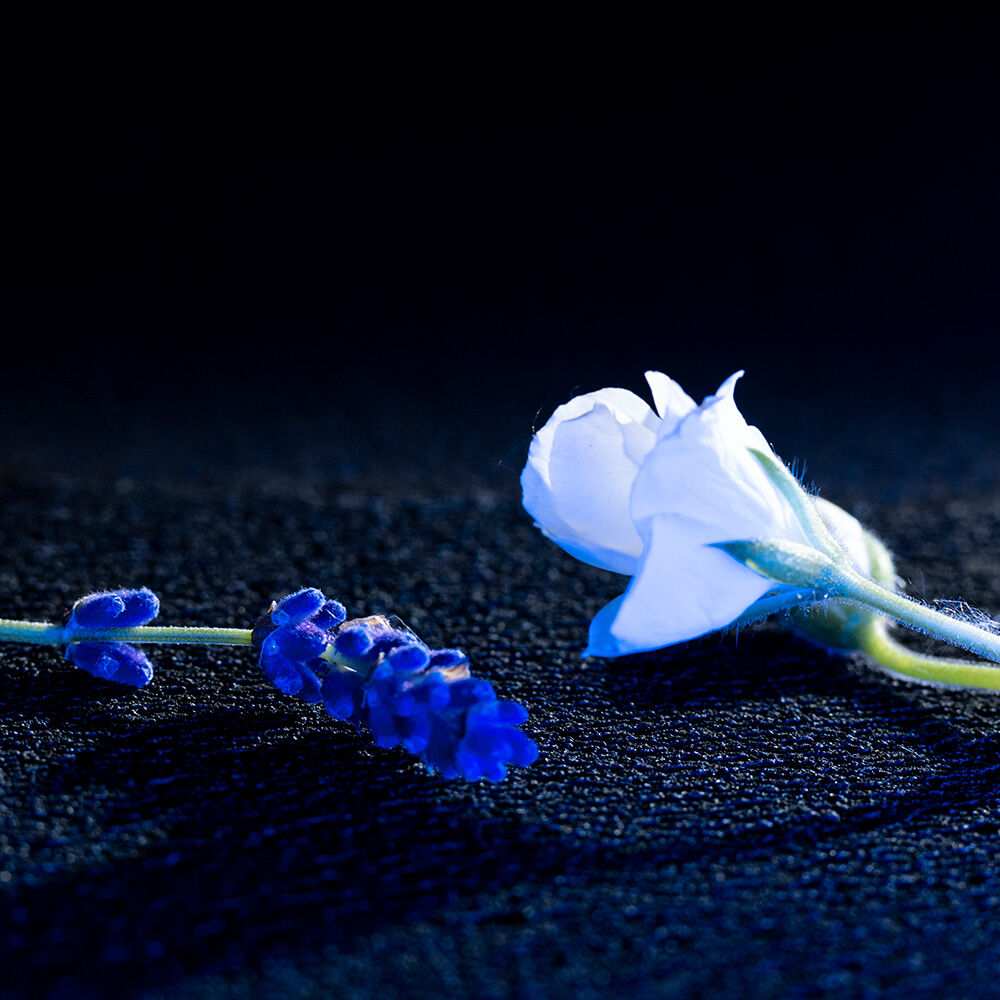 天之驕子 電光藍淡香水